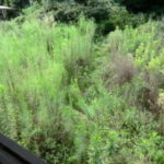 収穫にはまず、、、、、