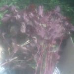 草刈り前の収穫