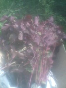 草刈り前の収穫