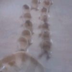 なんだかカワイイ