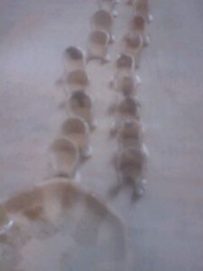 なんだかカワイイ