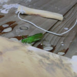 ロクロの応援者、、、かなぁ