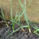 お花（スイセン）