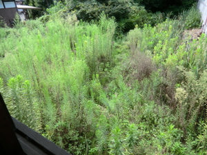 ここまでが、、、、