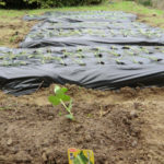 雨乞い気分！！