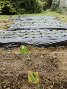 雨乞い気分！！