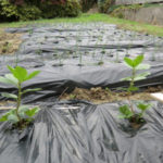 窯焚き後、、、、