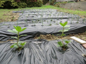 窯焚き後、、、、