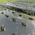 タマネギの成長は、、、、、