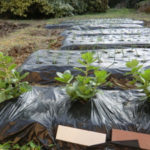 雨あがり、、、、