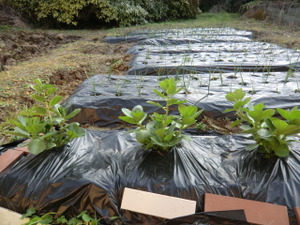 雨あがり、、、、