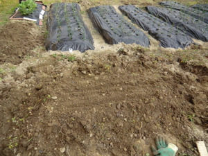 今日はイカン、、、