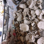 またもや陶土、、、、