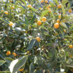 これも農業、、、、かな？