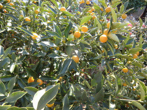 これも農業、、、、かな？