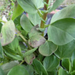 ソラマメの状況、、