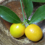 今回で最後かも、、、、、