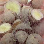 明日じゃがいも決行、、、、、