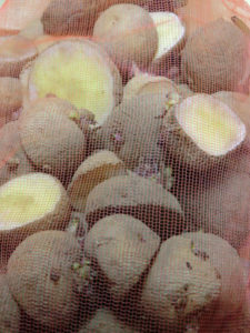 明日じゃがいも決行、、、、、