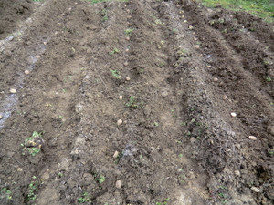 ジャガイモ決行、、、、