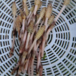 春なのか、、、、、