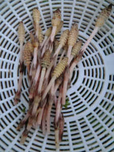 春なのか、、、、、