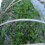 除草で、、、、、、