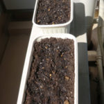 たねまき、、、、、