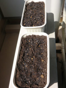 たねまき、、、、、