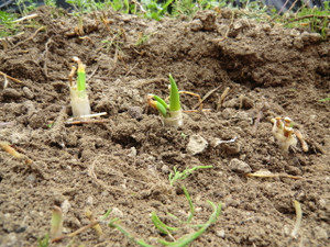 きょうから、、、、