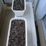 たねまき後、、、、