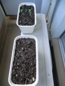 たねまき後、、、、