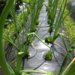 順調なのか、、、、