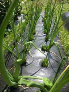 順調なのか、、、、