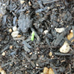 アイスプラントが、、、、、