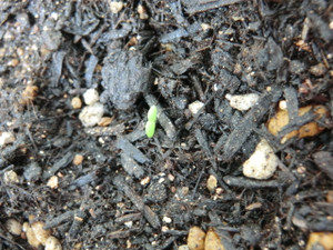 アイスプラントが、、、、、