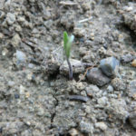 トマトと思う、、、、