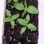 アイスプラントが、、、、