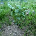 ジャガイモのプチ作業、、、、