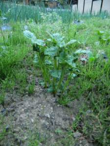 ジャガイモのプチ作業、、、、