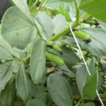 ソラマメが、、、、、