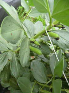 ソラマメが、、、、、