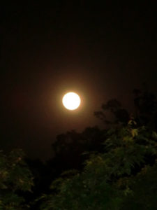 今宵の月のように、、、、