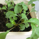 いただきます、、、、とは