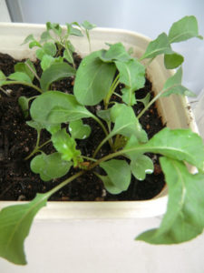 いただきます、、、、とは