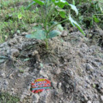 スイカも、、、、、、、