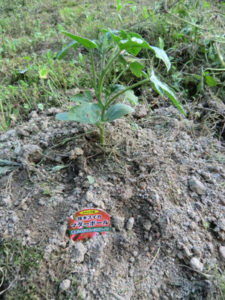 スイカも、、、、、、、