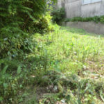 畑のすみっこで、、、、