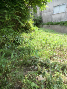 畑のすみっこで、、、、