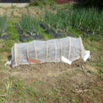 トマトの間引き、、、、、